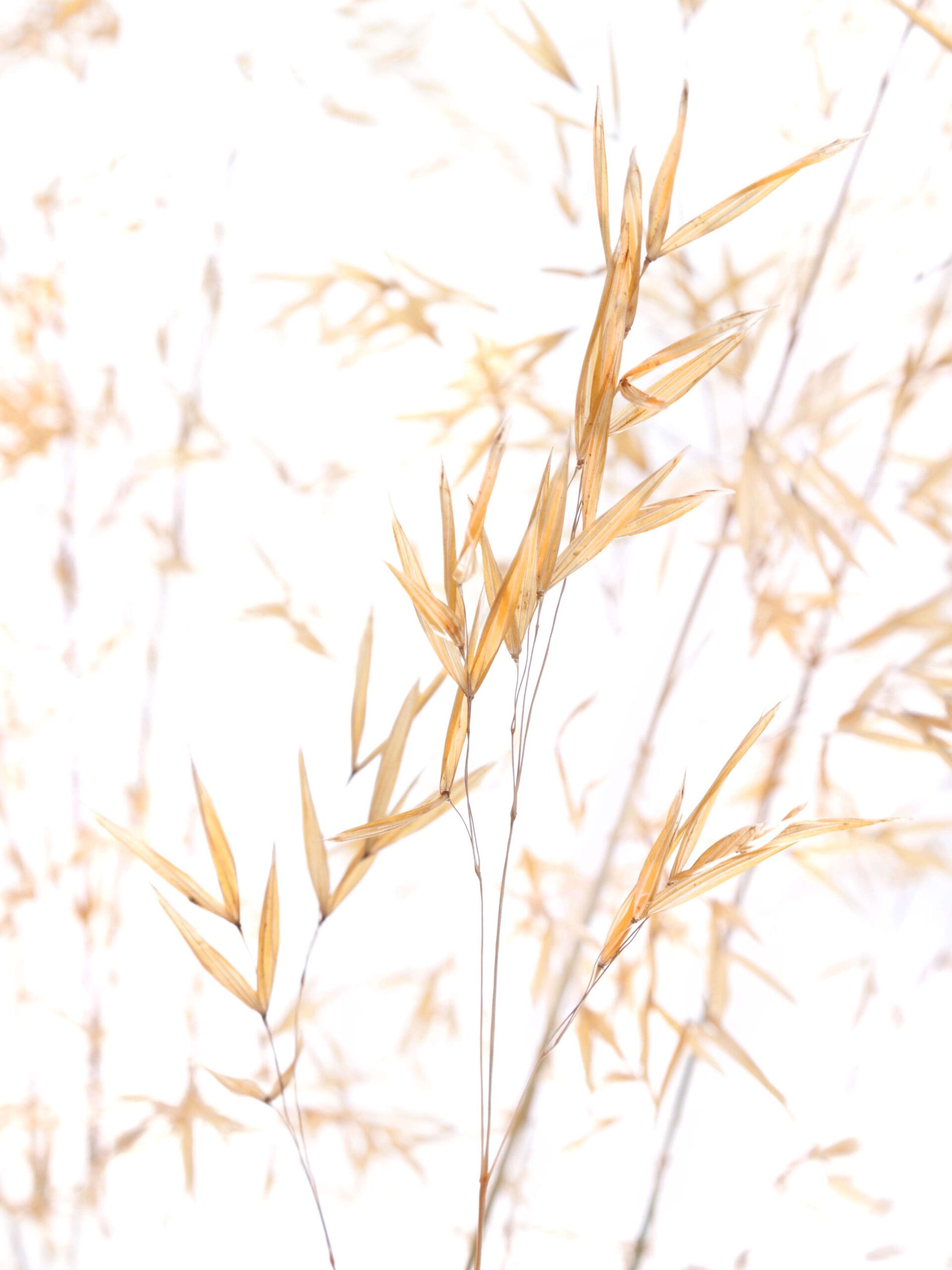 blumigo-ziergras-xl-mit-hren-trockengras-goldgelb image 1