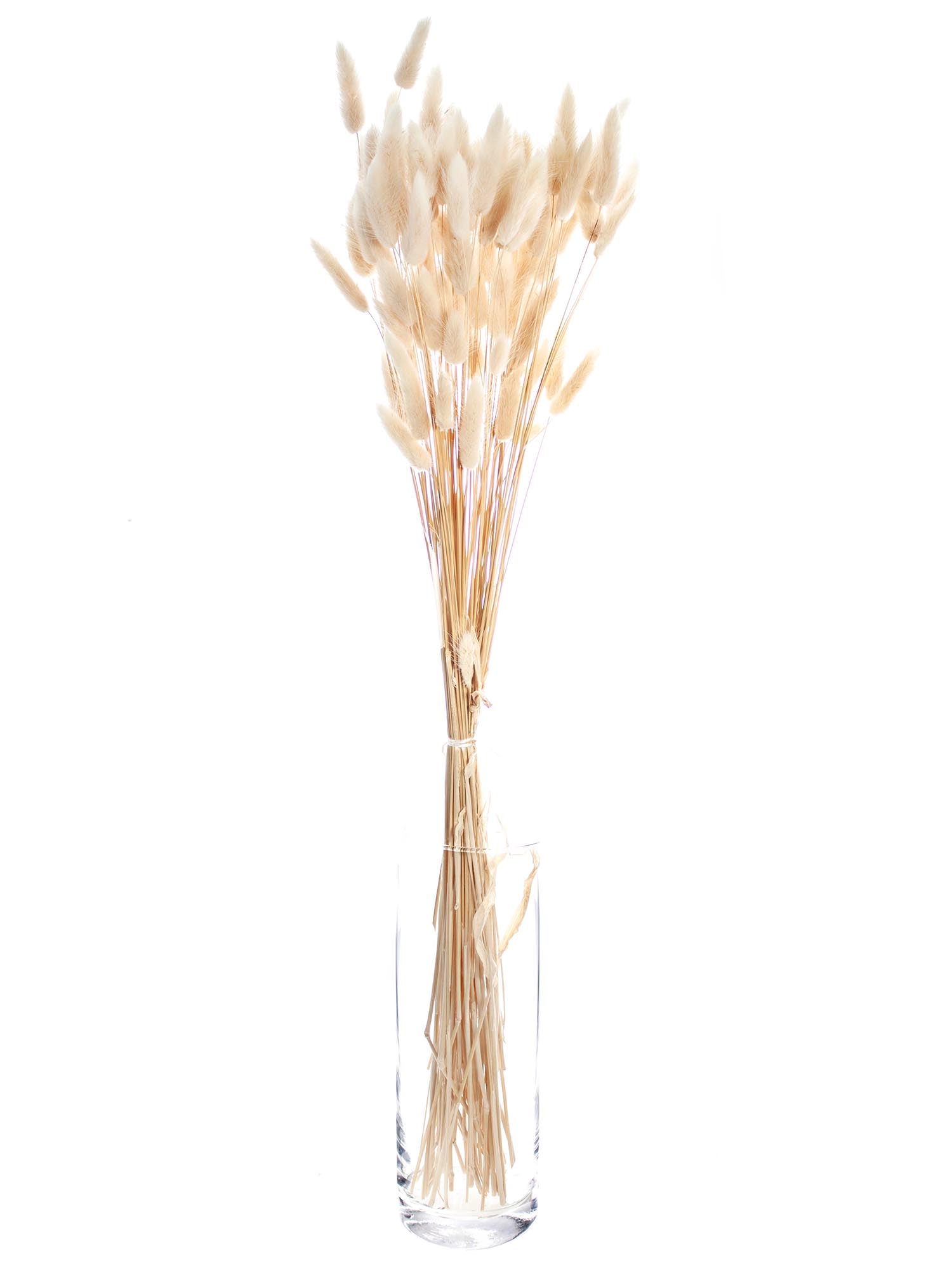 blumigo-trockenblumen-lagurus-samtgras-wei-creme-gebleicht image 3