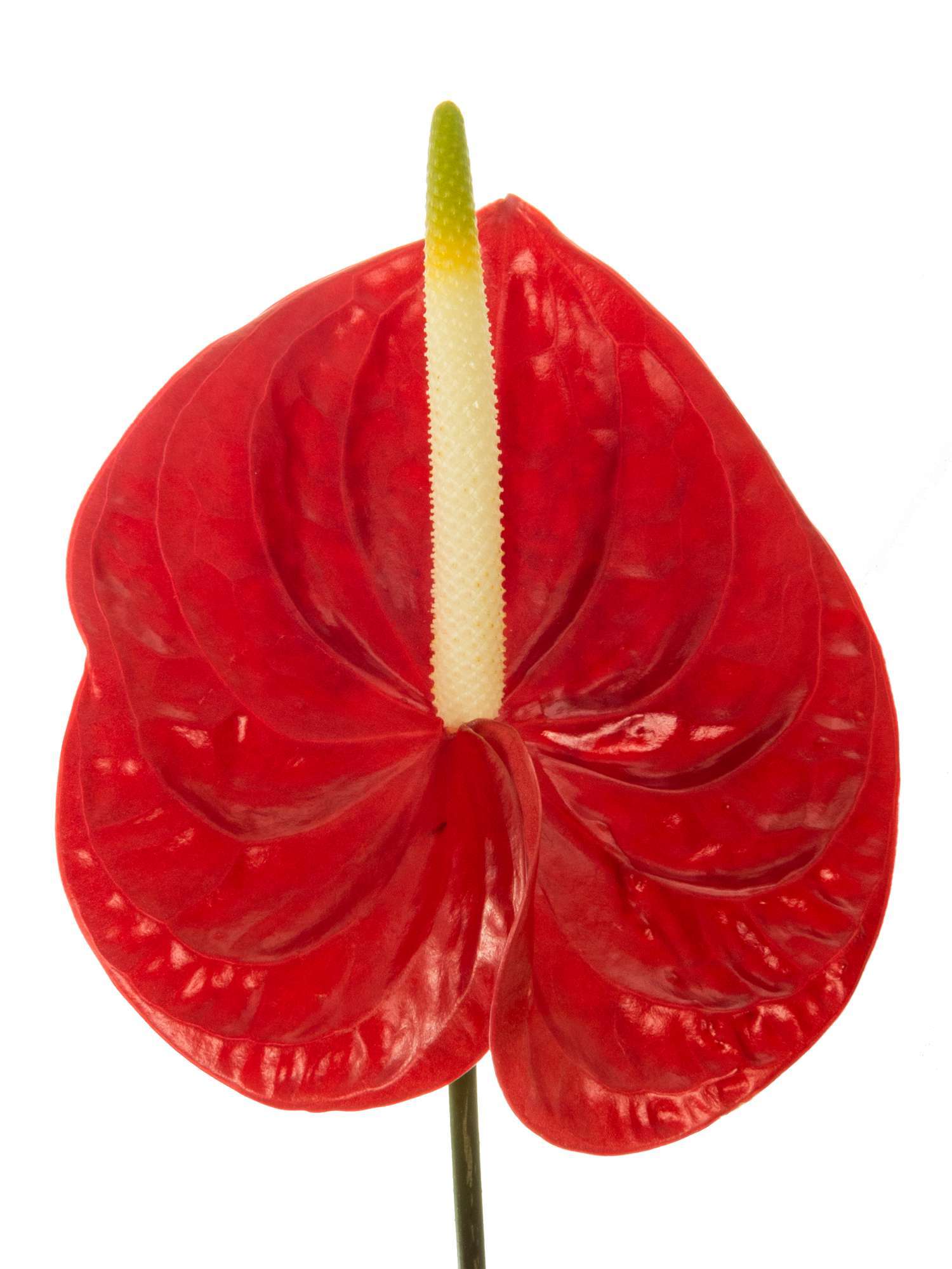blumigo-casino-anthurie-rot-schnittblume-einzelstiel image 2