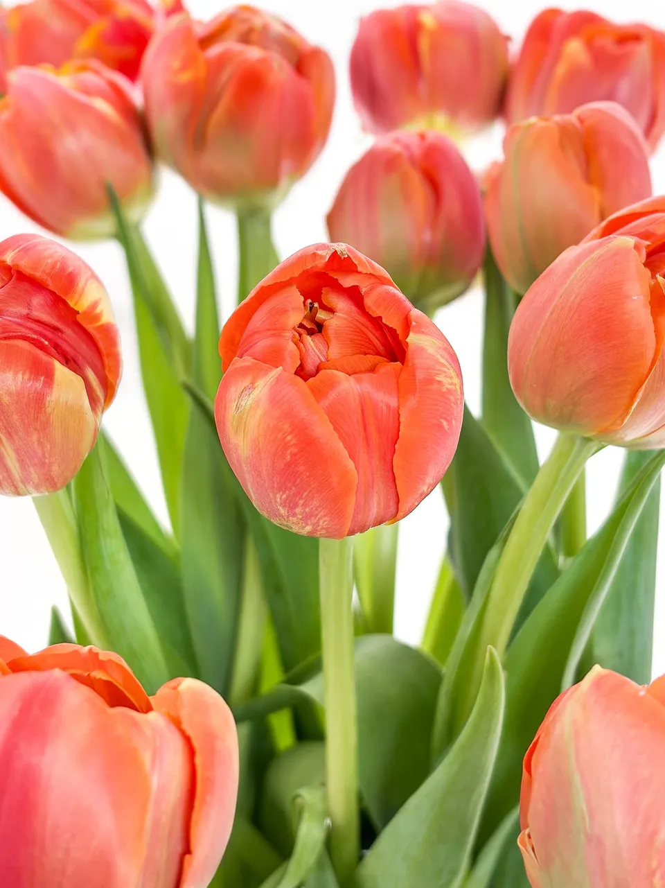 blumigo-tulpen-gef-llt-crossfire-orange-rot-schnittblumen image 1