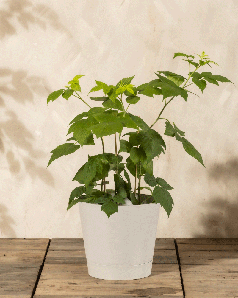 feey-amsterdam-himbeere-trio-rubus-essbar-o-topff image 5