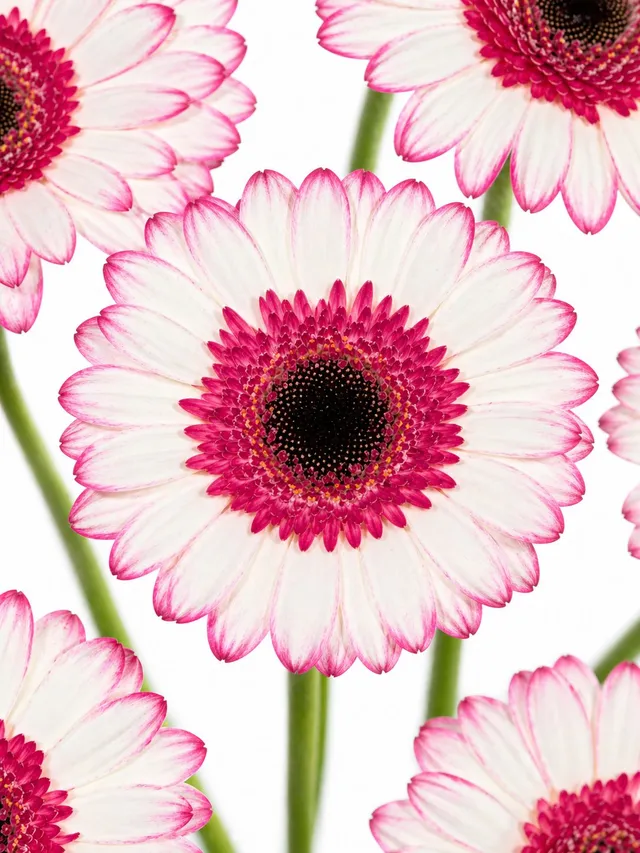 blumigo-gerbera-happy-hour-mini-germini-schnittblumen-wei-pink image 1