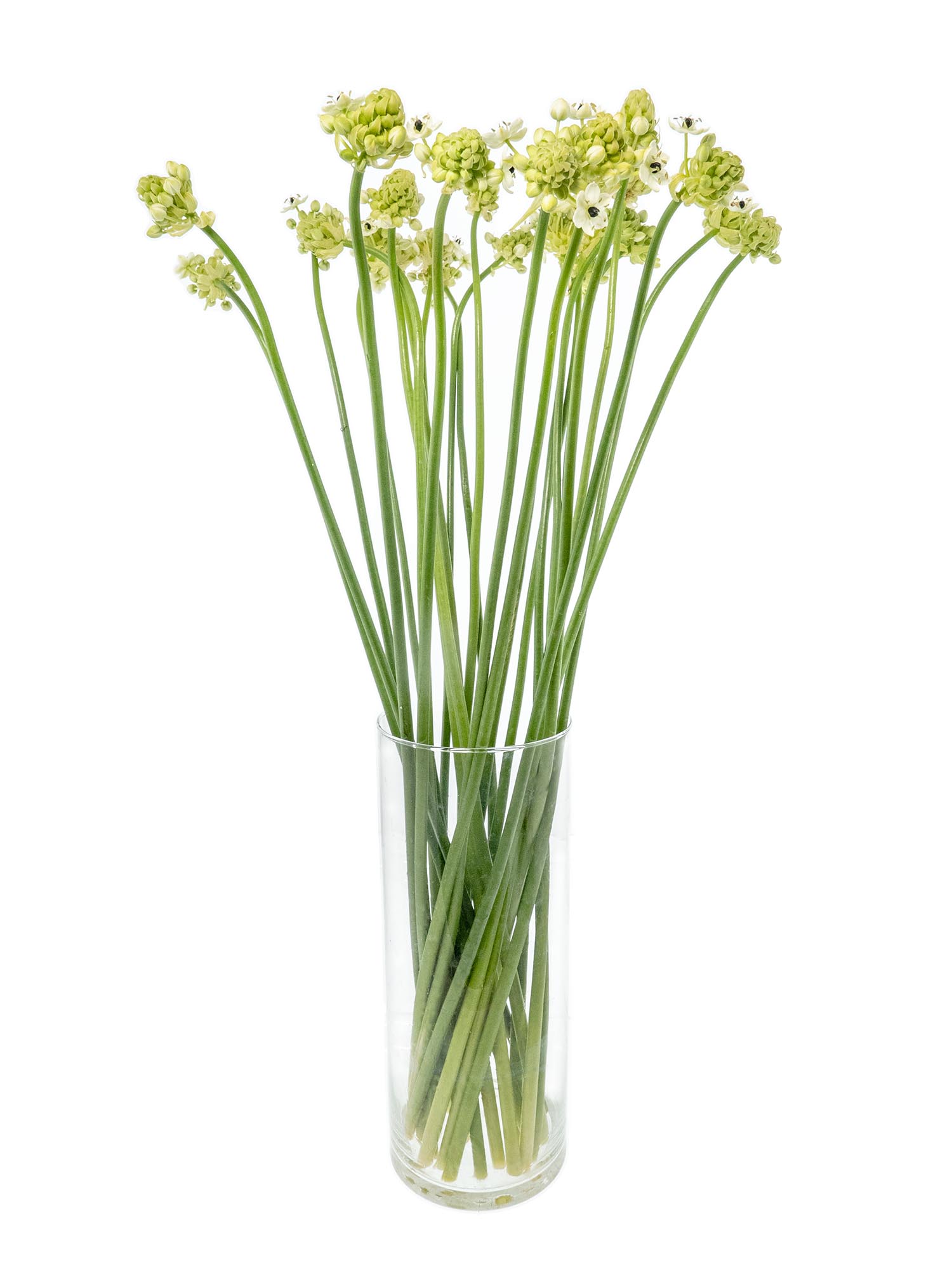 blumigo-fr-hlingsknollen-milchsterne-saundersiae-wei image 2