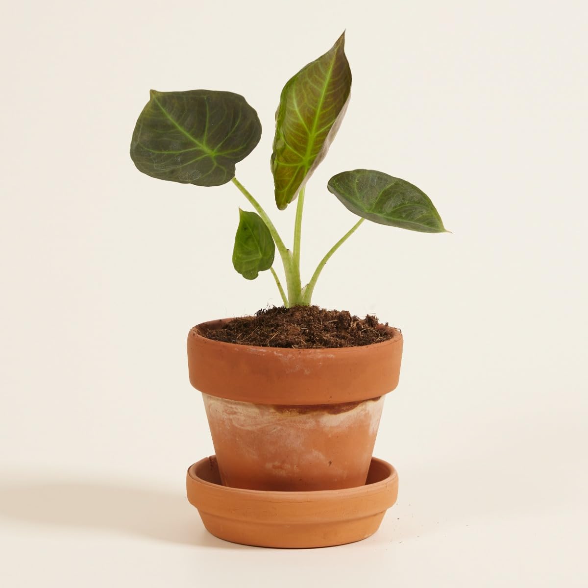 plnts-babyplnts-alocasia-regal-shield-zimmerpflanze-12-cm-dunkelgr-n image 7