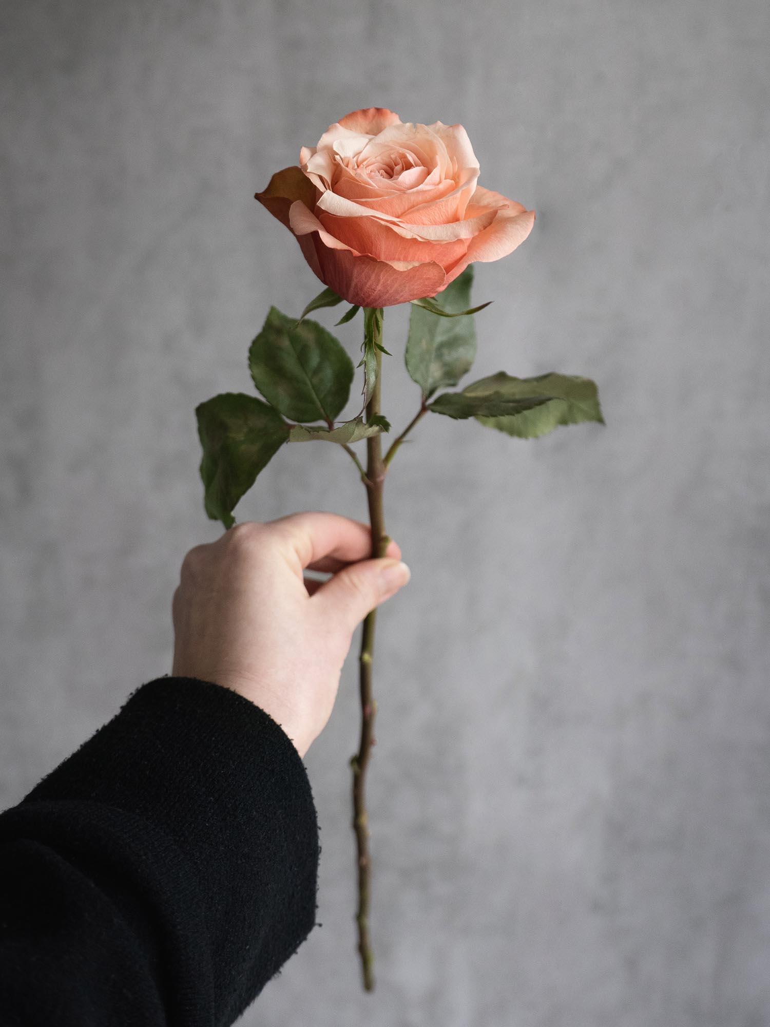 blumigo-rosen-kahala-rose-creme-apricot-einzelstiel image 7