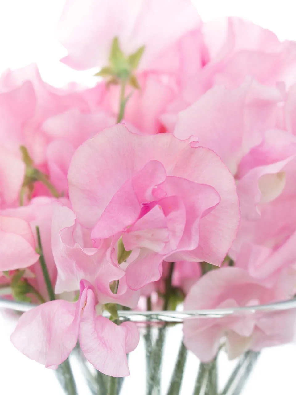 blumigo-wicken-sunshine-pink-rosa-schnittblumen image 1
