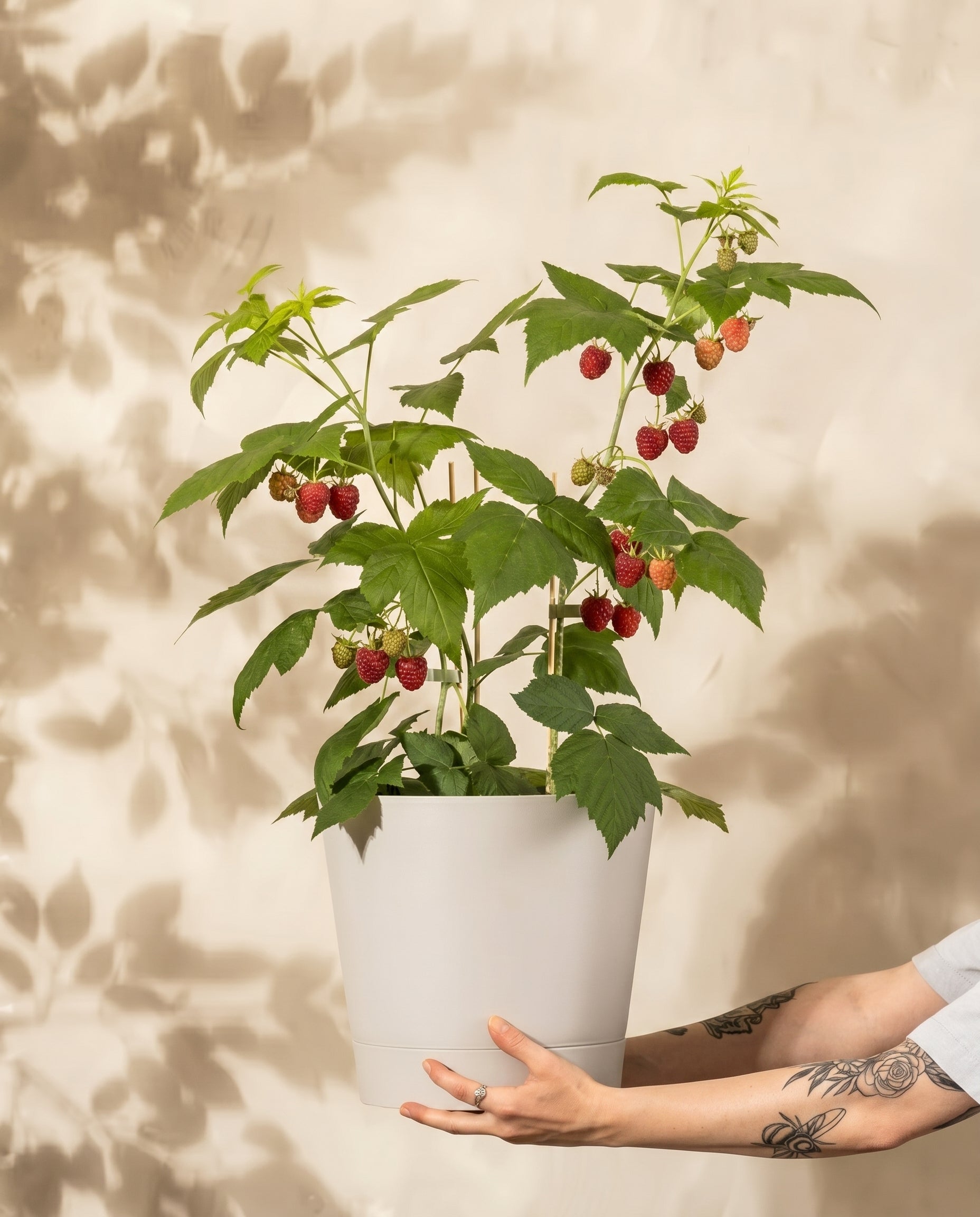 feey-amsterdam-himbeere-trio-rubus-essbar-o-topff image 1