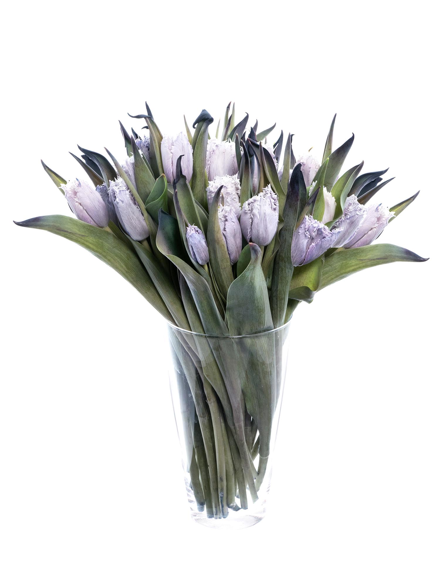 blumigo-tulpen-fringed-grey-schnittblume-grau-gefranst image 3