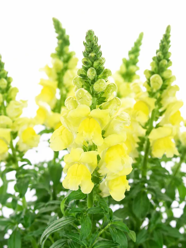 blumigo-l-wenm-ulchen-potomac-yellow-schnittblume-gelb image 1