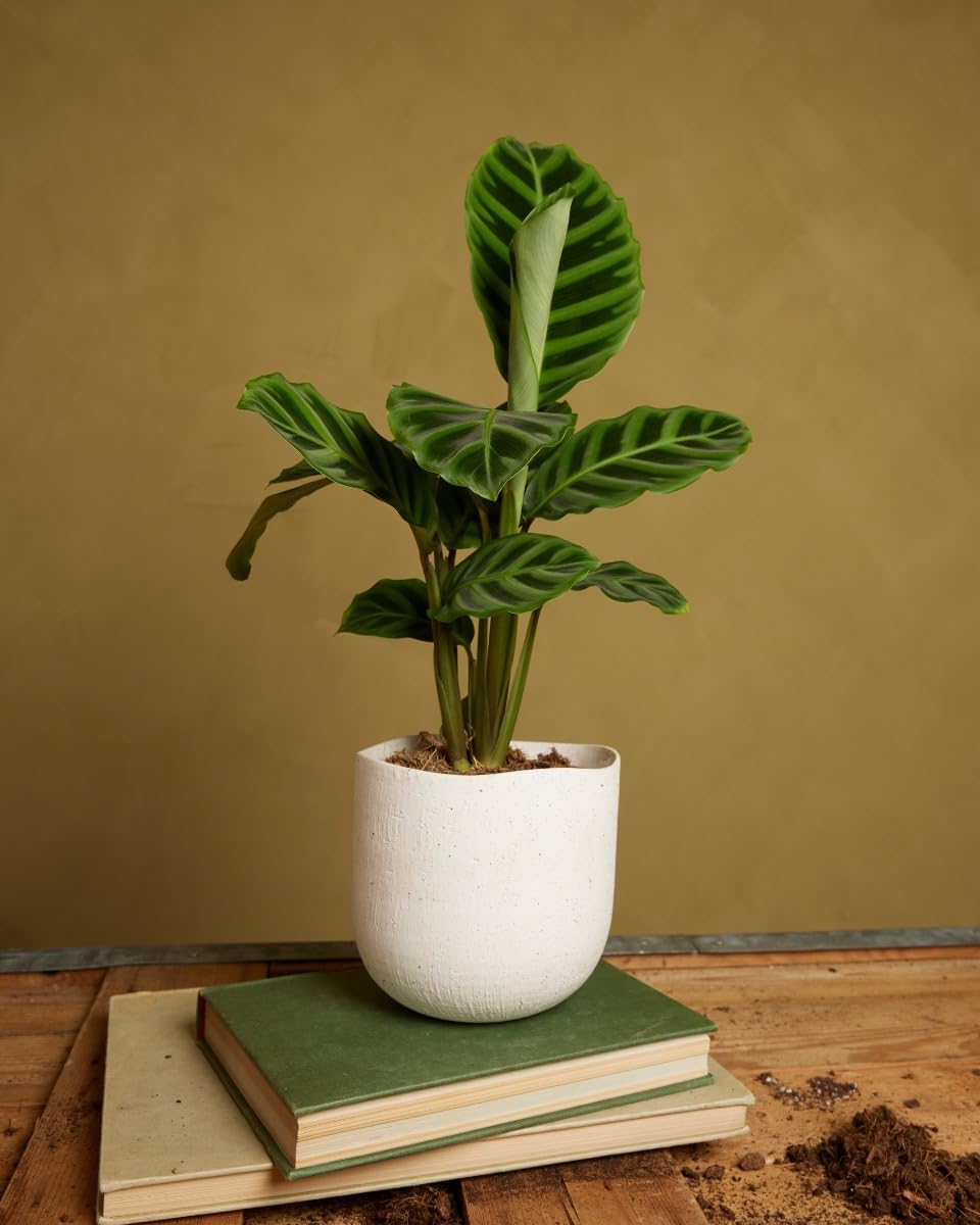 plnts-rareplnts-calathea-zebrina-zimmerpflanze-12cm-35cm-luftreinigend image 6