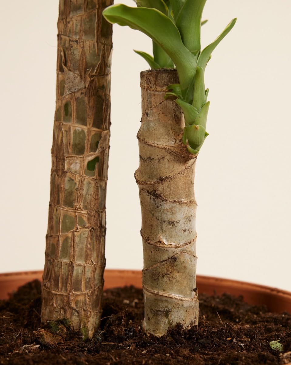 plnts-rareplnts-dracaena-goldencoast-zimmerpflanze-60-cm image 4