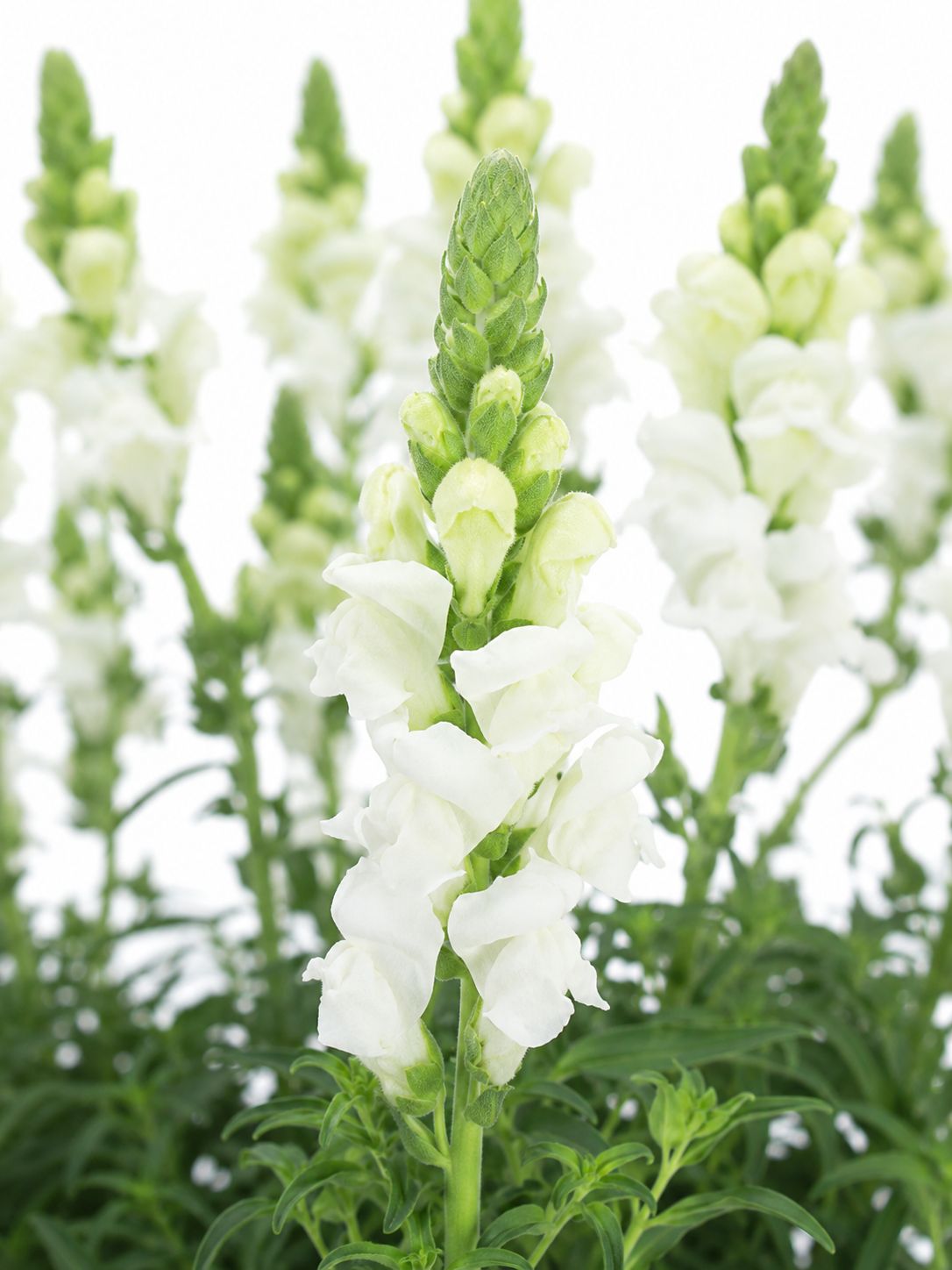 blumigo-l-wenm-ulchen-wei-schnittblumen-frisch image 1
