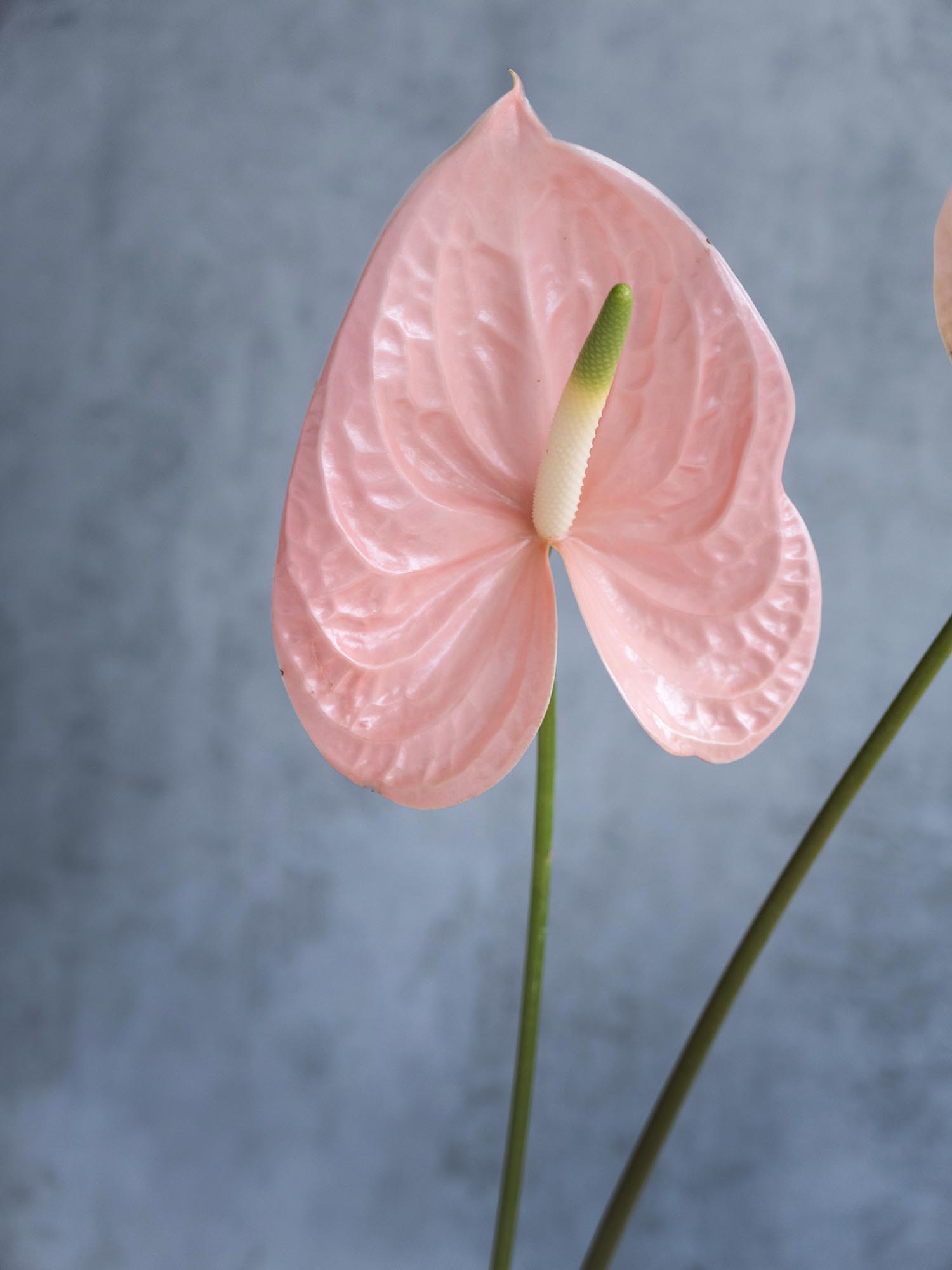 blumigo-anthurie-cheers-schnittblume-apricot-rosa-pastell image 5