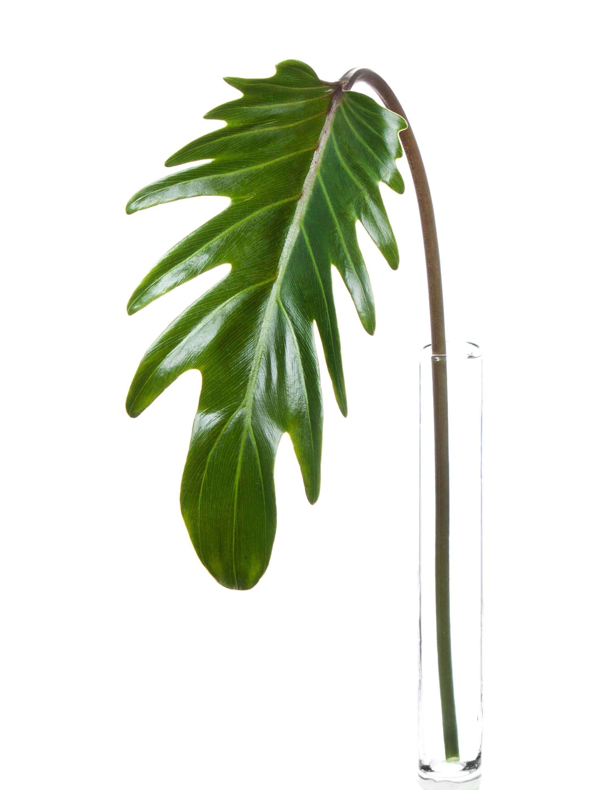 blumigo-blattwerk-xanadu-philodendron-bl-tter-bindegr-n-bund image 3