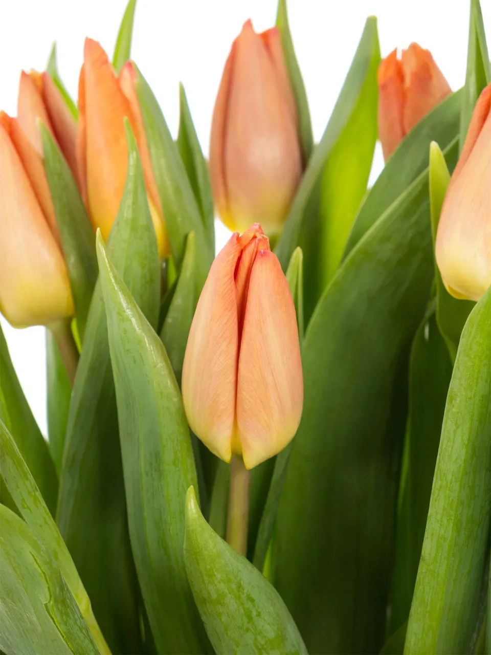 blumigo-tulpen-salmon-prince-lachs-schnittblumen-frisch image 1
