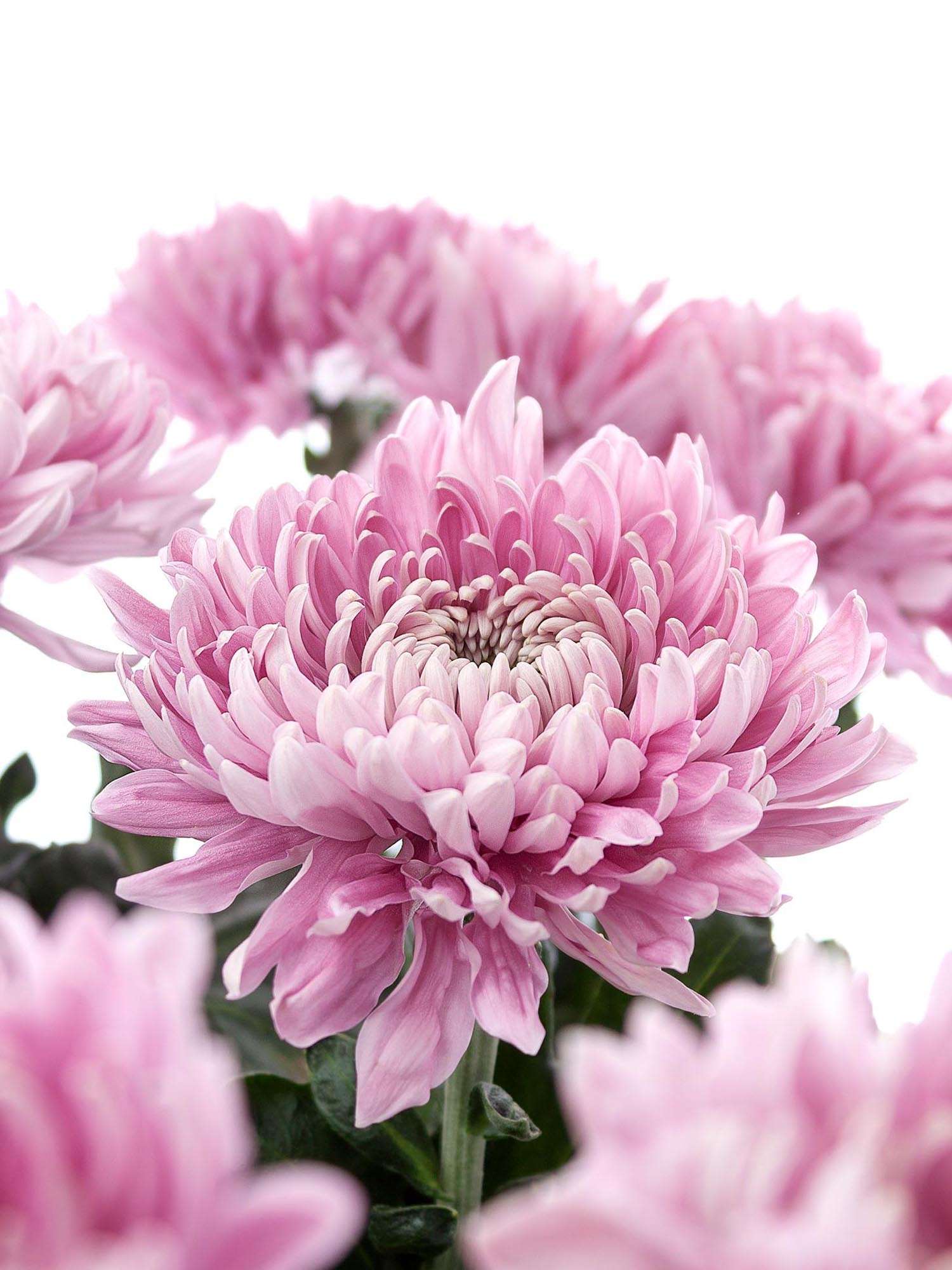 blumigo-chrysanthemen-holiday-rosa-blume image 1