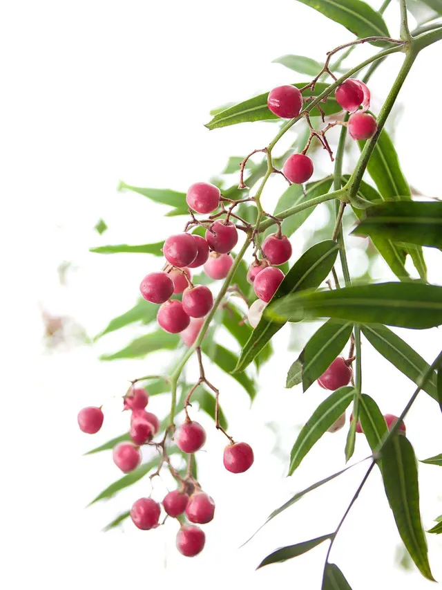 blumigo-pfefferbeeren-shinus-molus-pink-rot-bund image 1