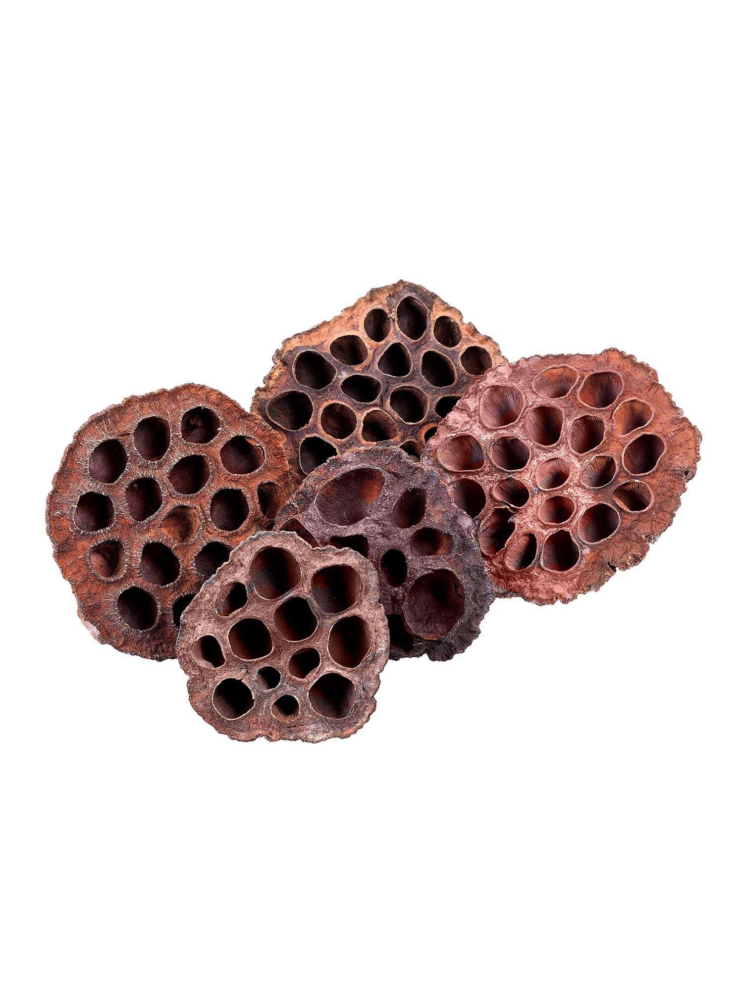 blumigo-trockenblumen-lotuskapseln-getrocknet-natur-braun-5-st-ck image 2