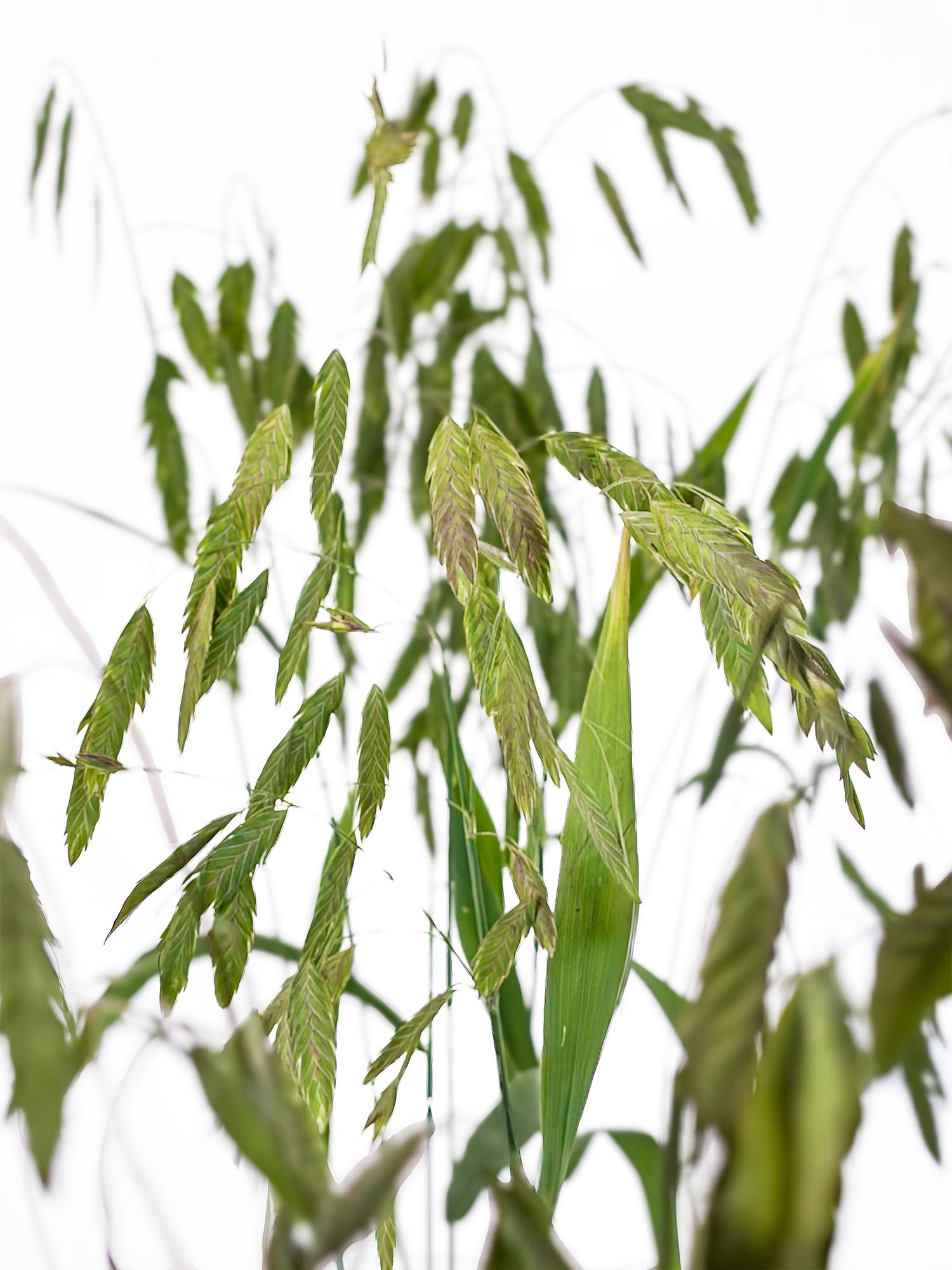 blumigo-chasmanthium-latifolium-platt-hren-gras-gr-n image 1