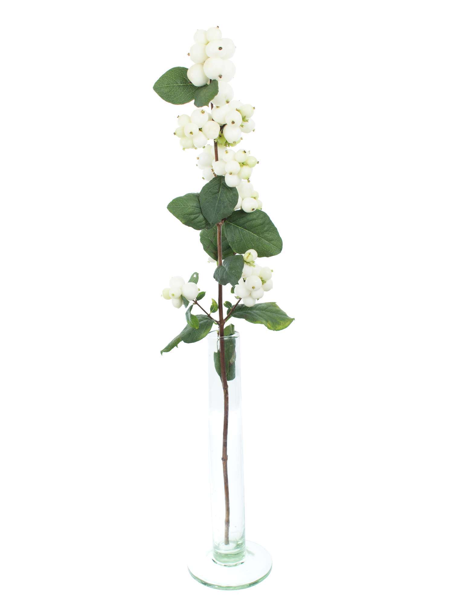 blumigo-exklusives-greenery-schneebeeren-magical-avalanche-wei-er-zweig image 6