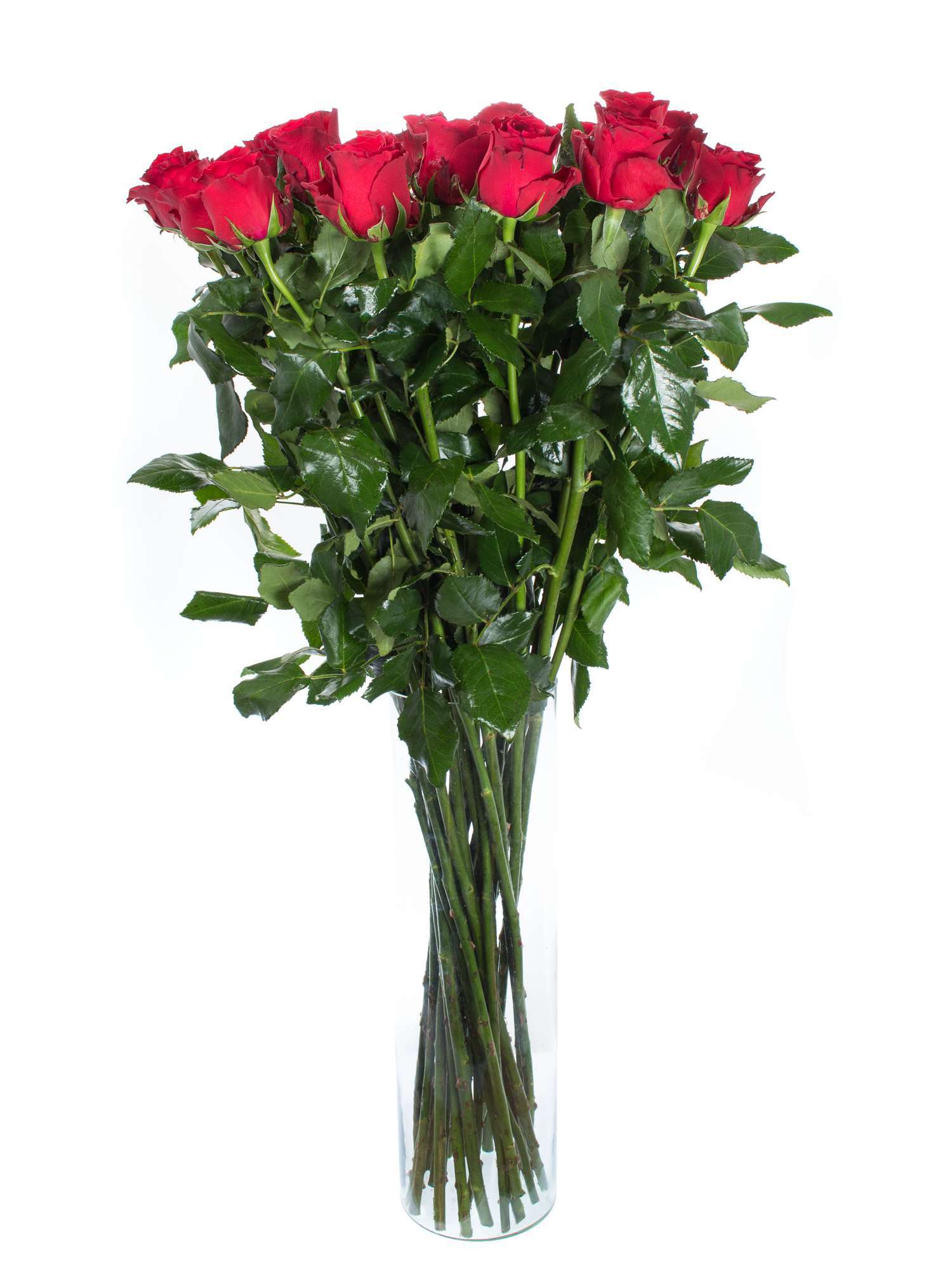blumigo-rosen-30-lange-rote-rosen-bund-valentinstag image 2