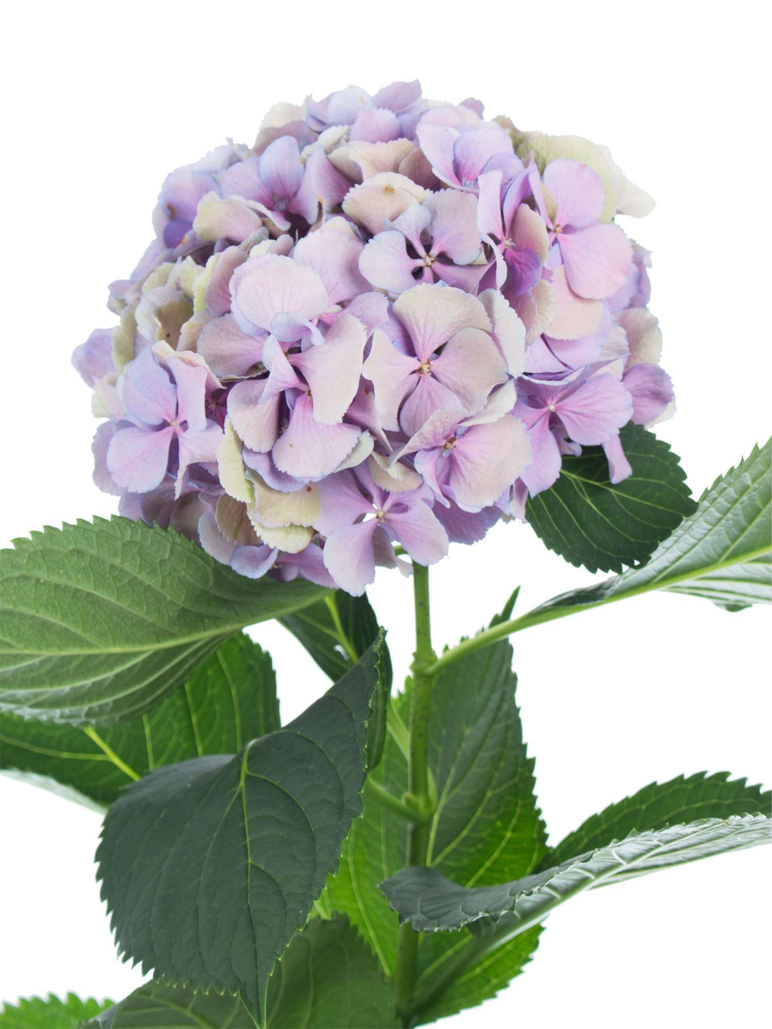 blumigo-hortensie-magical-elbtal-schnittblume-lila-gr-n image 1