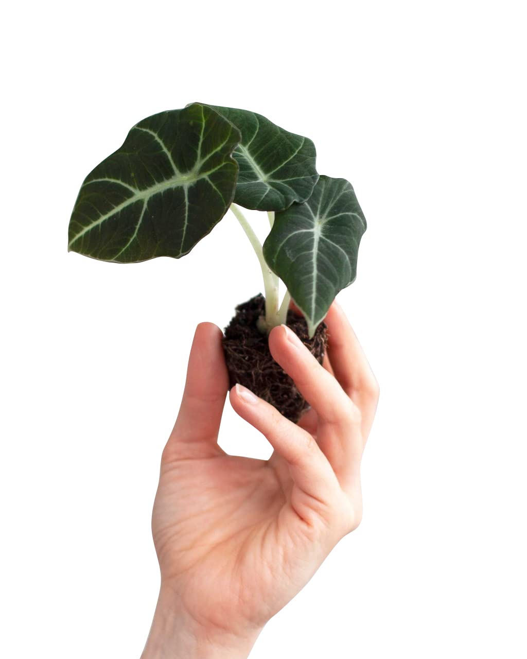 plnts-babyplnts-alocasia-black-velvet-zimmerpflanze-10-cm image 1