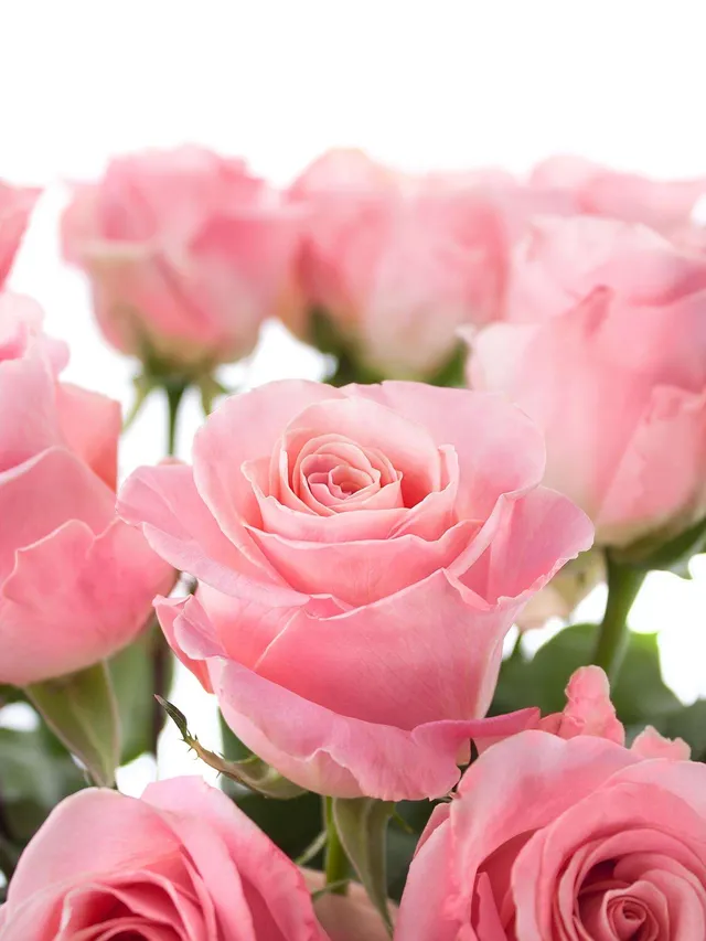 blumigo-rosen-hermosa-rose-rosa-einzelstiel-frisch image 1