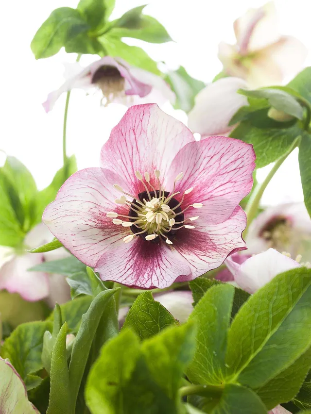 blumigo-queens-picotee-christrosen-schnittblume-rosa-wei image 1