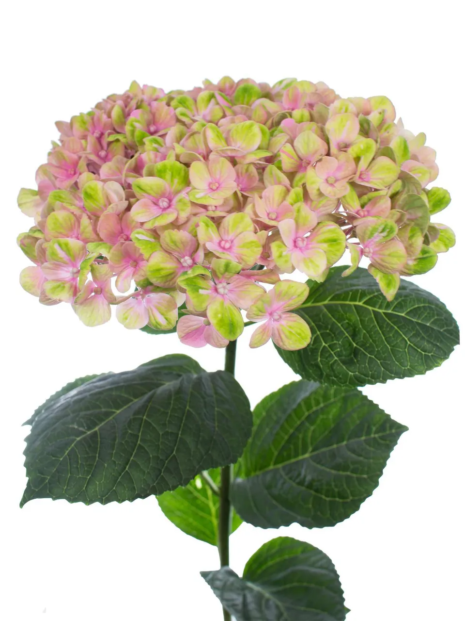 blumigo-magical-coral-hortensie-rosa-gr-n-schnittblume image 1