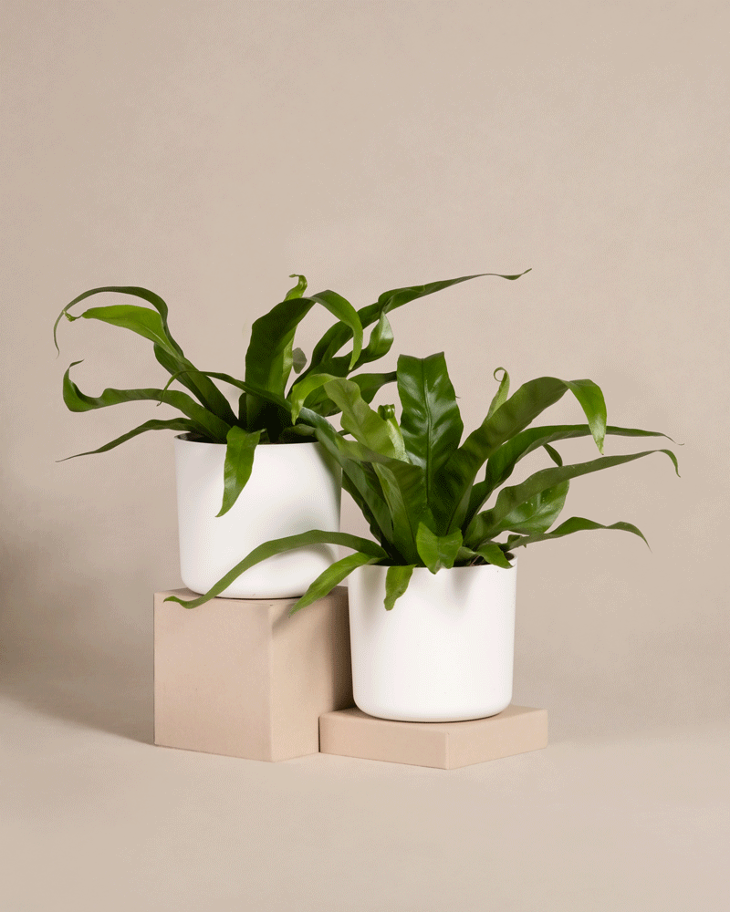 feey-variado-nestfarn-duo-zimmerpflanzen-2er-set-ohne-bertopf image 8