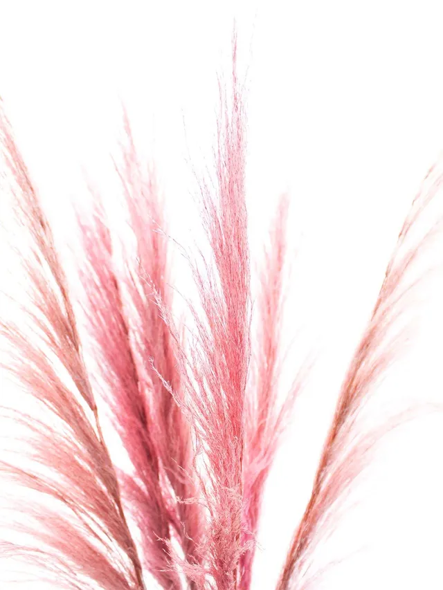 blumigo-trockenblumen-pampasgras-getrocknet-rosa-f-r-vase image 1