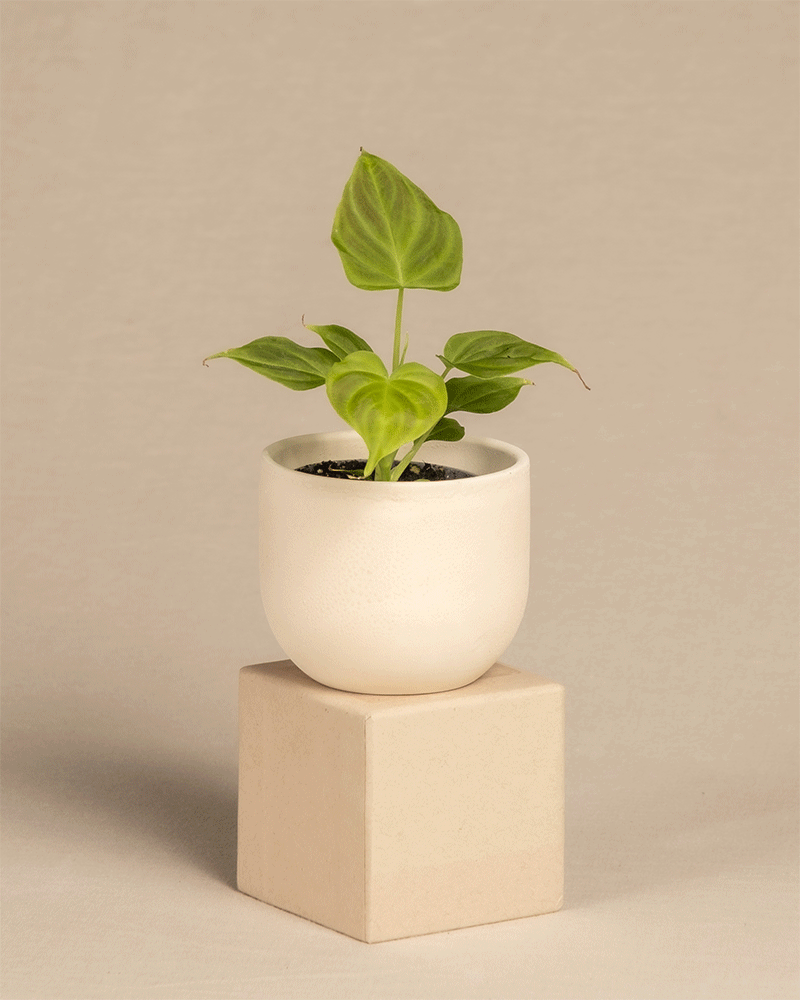 feey-variado-philodendron-verrucosum-babypflanze-6cm image 5