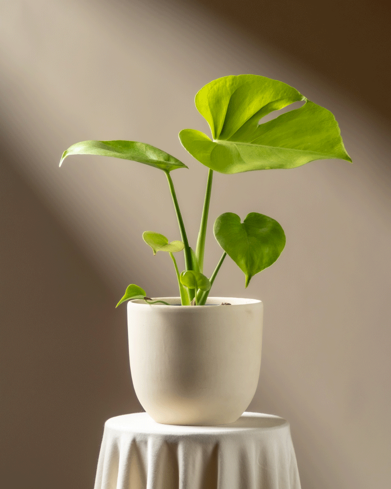 feey-monstera-cheesy-zimmerpflanze-ohne-bertopf-rarit-t image 6