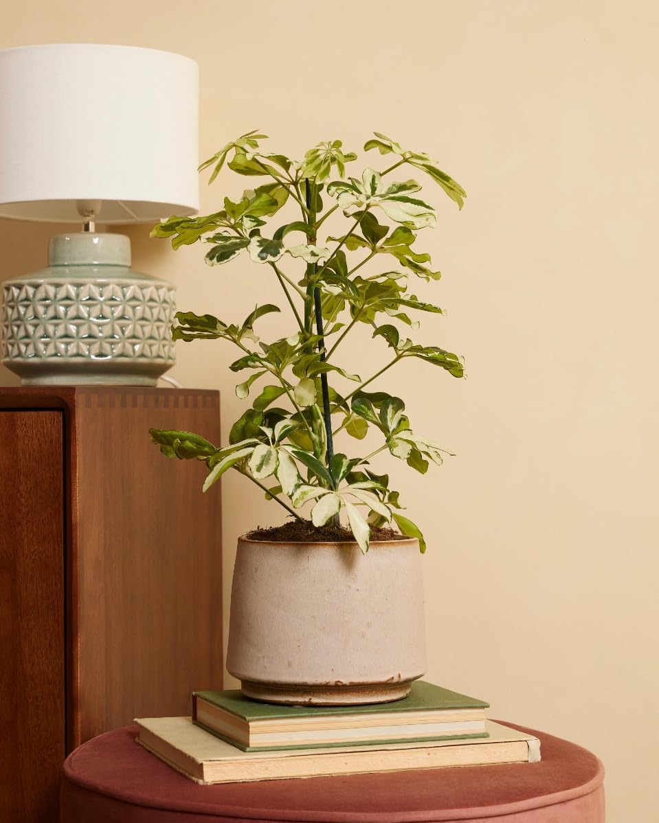 plnts-rareplnts-schefflera-charlotte-13-cm-topf-40-cm image 5