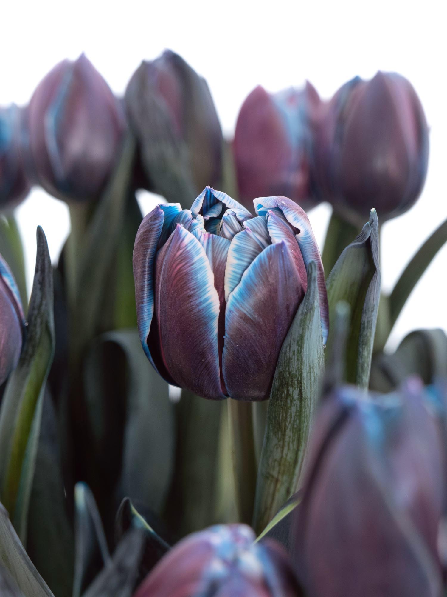 blumigo-tulpen-moscow-midnight-gef-llt-blau-pink image 3