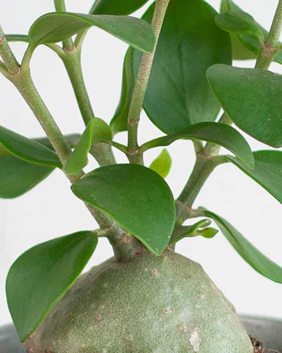 plnts-rareplnts-hydnophytum-papuanum-zimmerpflanze-35-cm-ameisenpflanze image 3