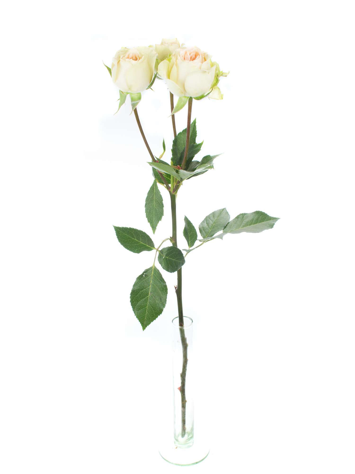 blumigo-rosen-pavlova-verzweigt-creme-apricot-spray image 3
