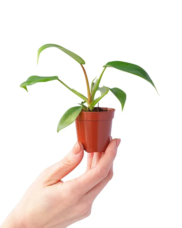 plnts-baby-philodendron-florida-beauty-zimmerpflanze-25cm image 1