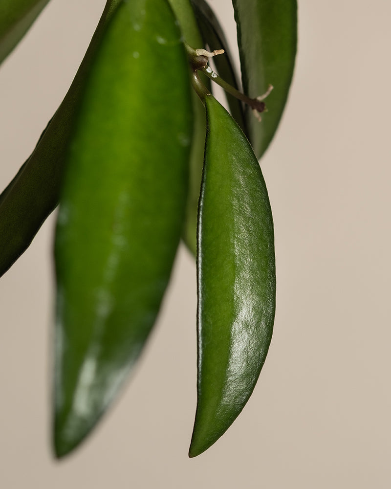 feey-variado-hoya-wayetii-porzellanblume-ohne-bertopf-20cm image 8