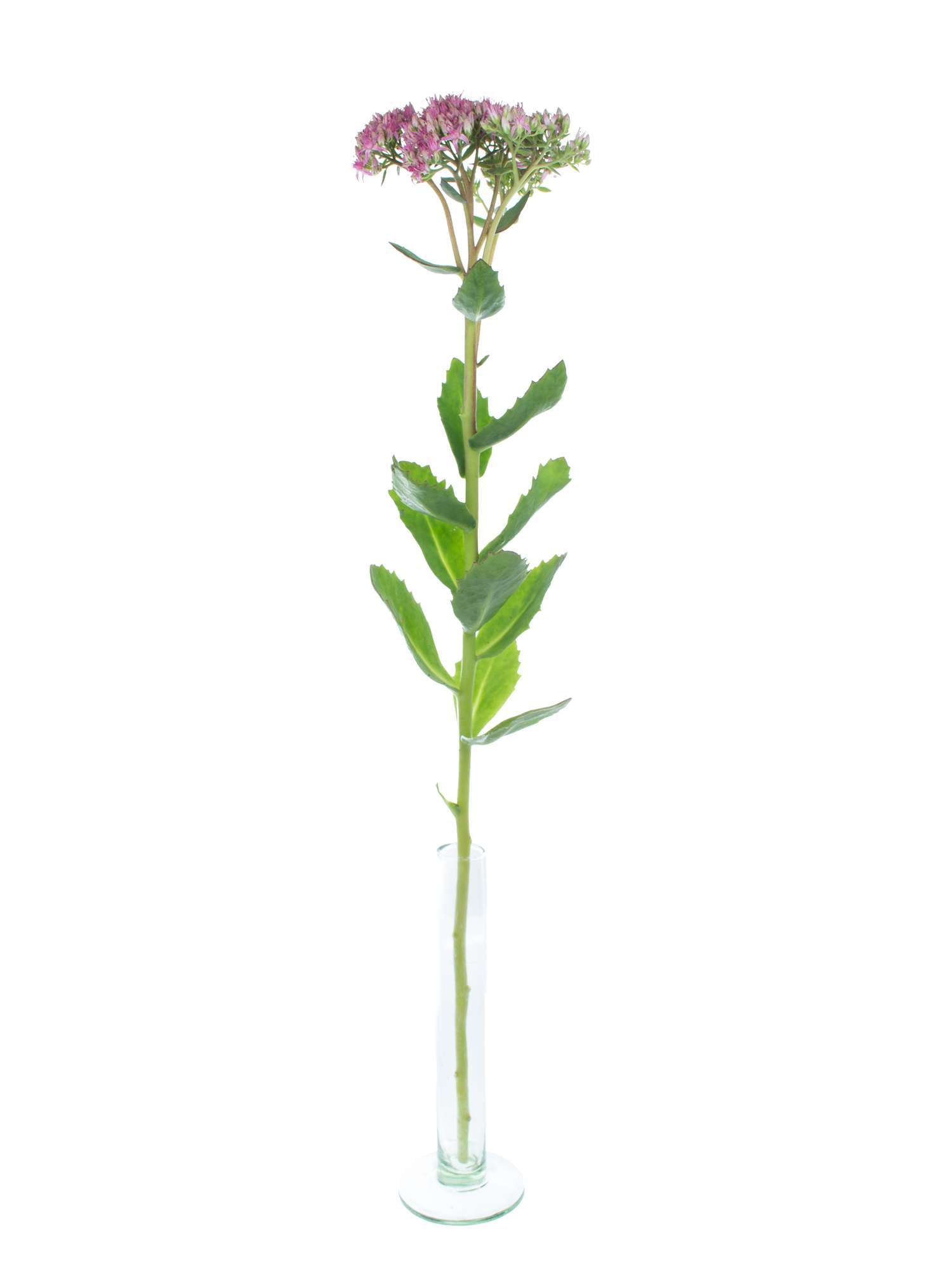 blumigo-sedum-spectabile-munstead-red-bindegr-n-pink-gr-n image 3