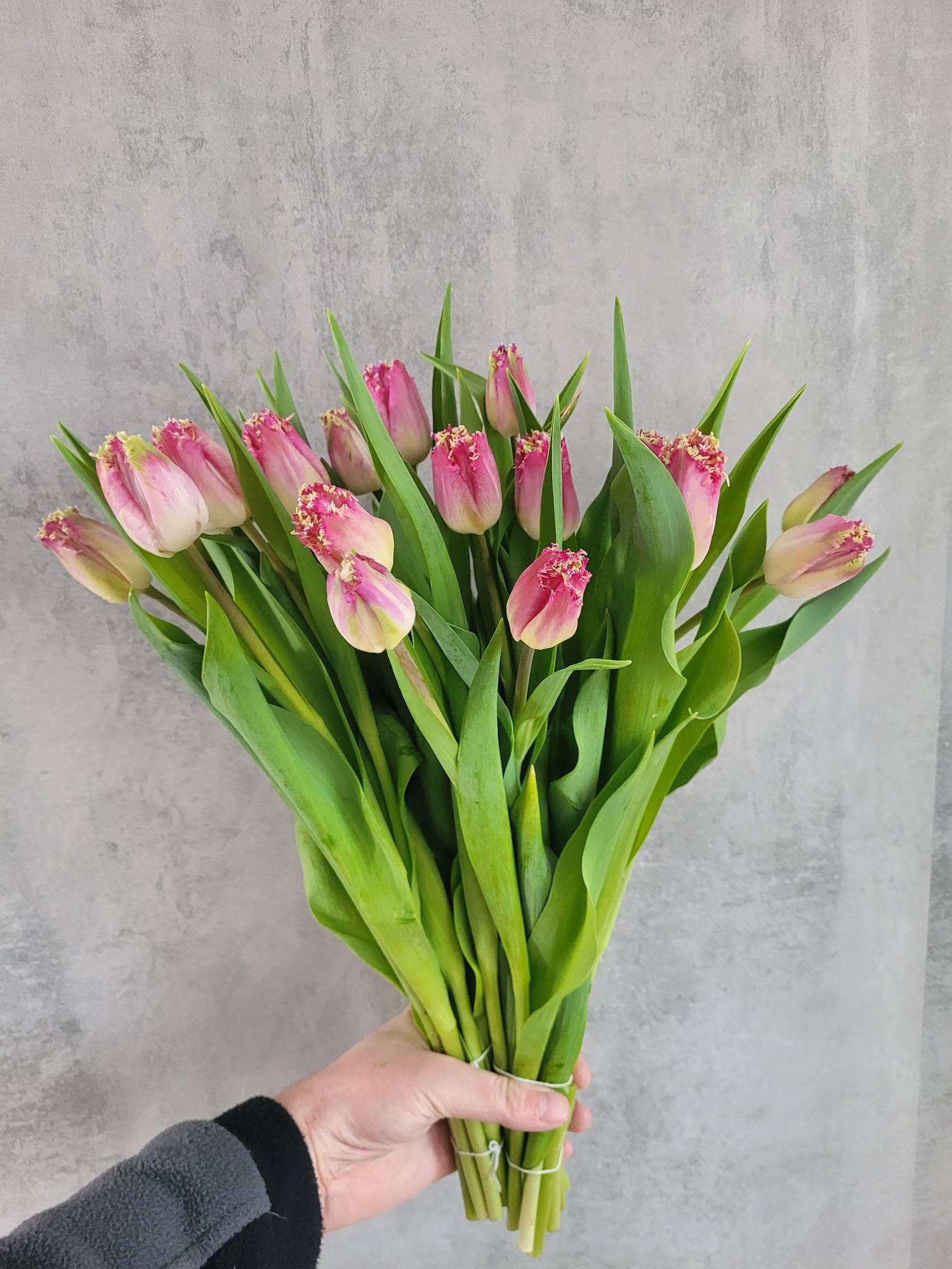 blumigo-tulpen-gefranst-katie-melua-schnittblumen-pink-wei-frisch image 2