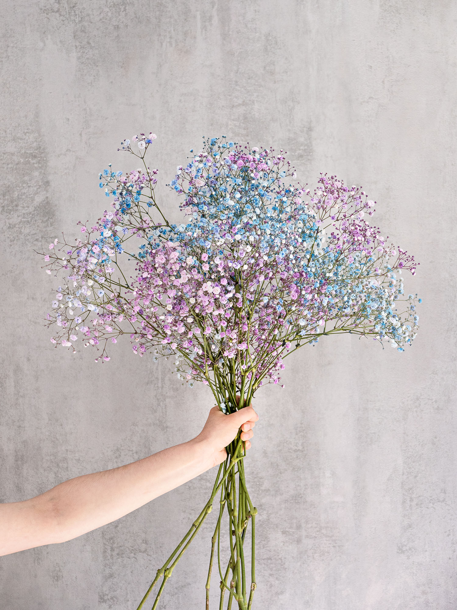 blumigo-schleierkraut-disco-detroit-violett-blau-schnittblume image 4