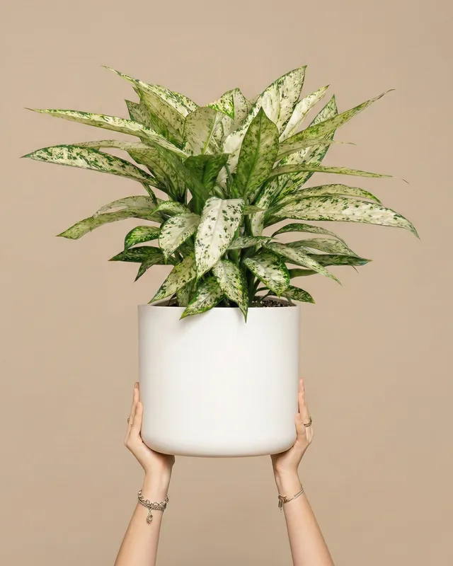 feey-variado-dieffenbachia-vesuvius-zimmerpflanze-gro image 1
