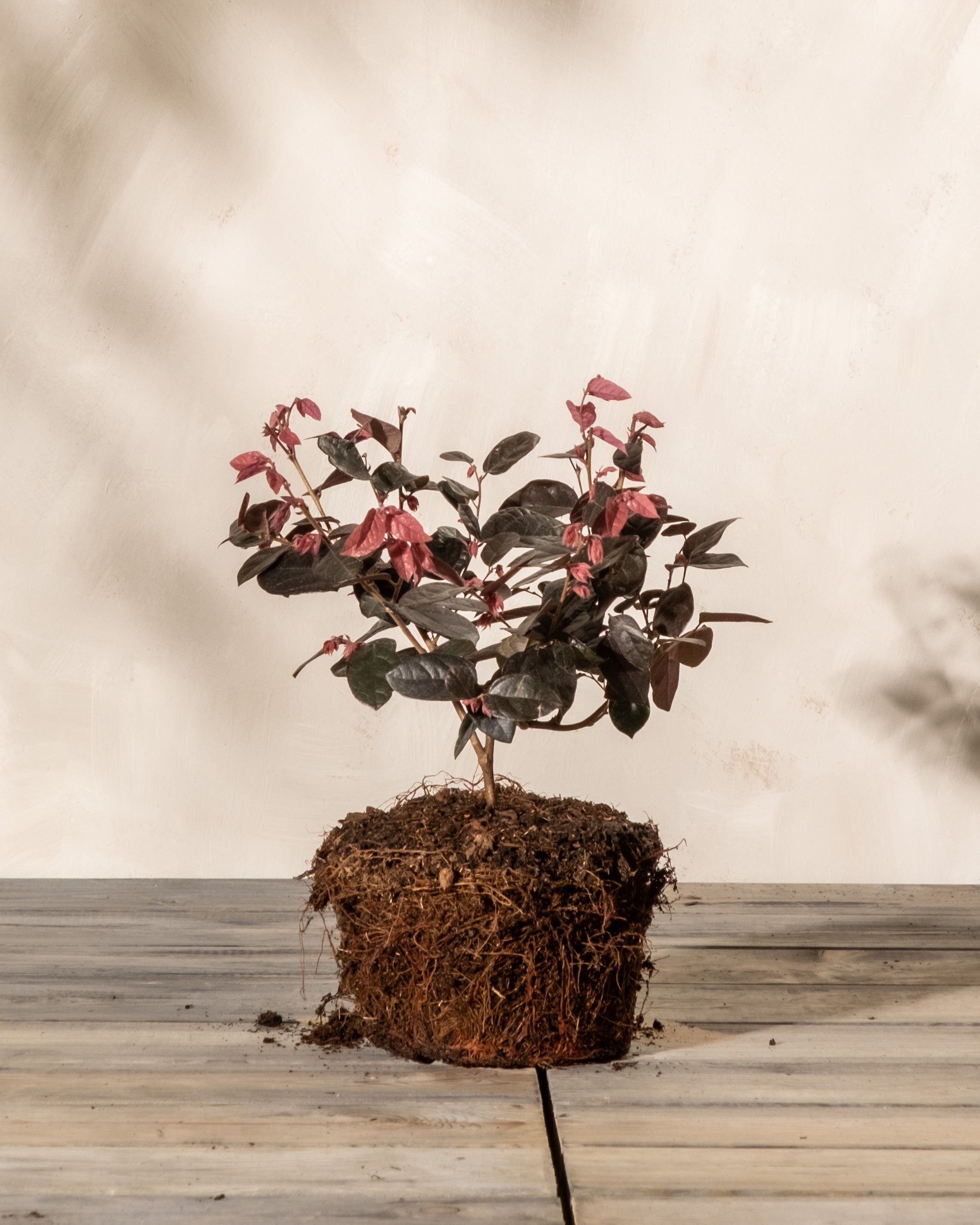 feey-amsterdam-loropetalum-riemenbl-te-strauch-winterhart image 3