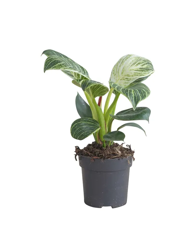 plnts-philodendron-birkin-zimmerpflanze-11cm-topf-panaschiert image 1