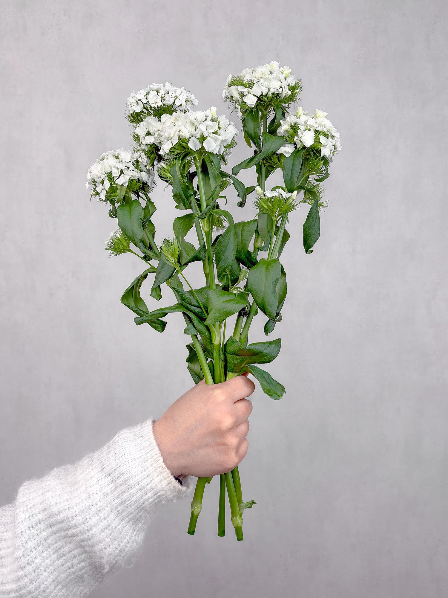 blumigo-nelken-bartnelken-schnittblume-wei image 2