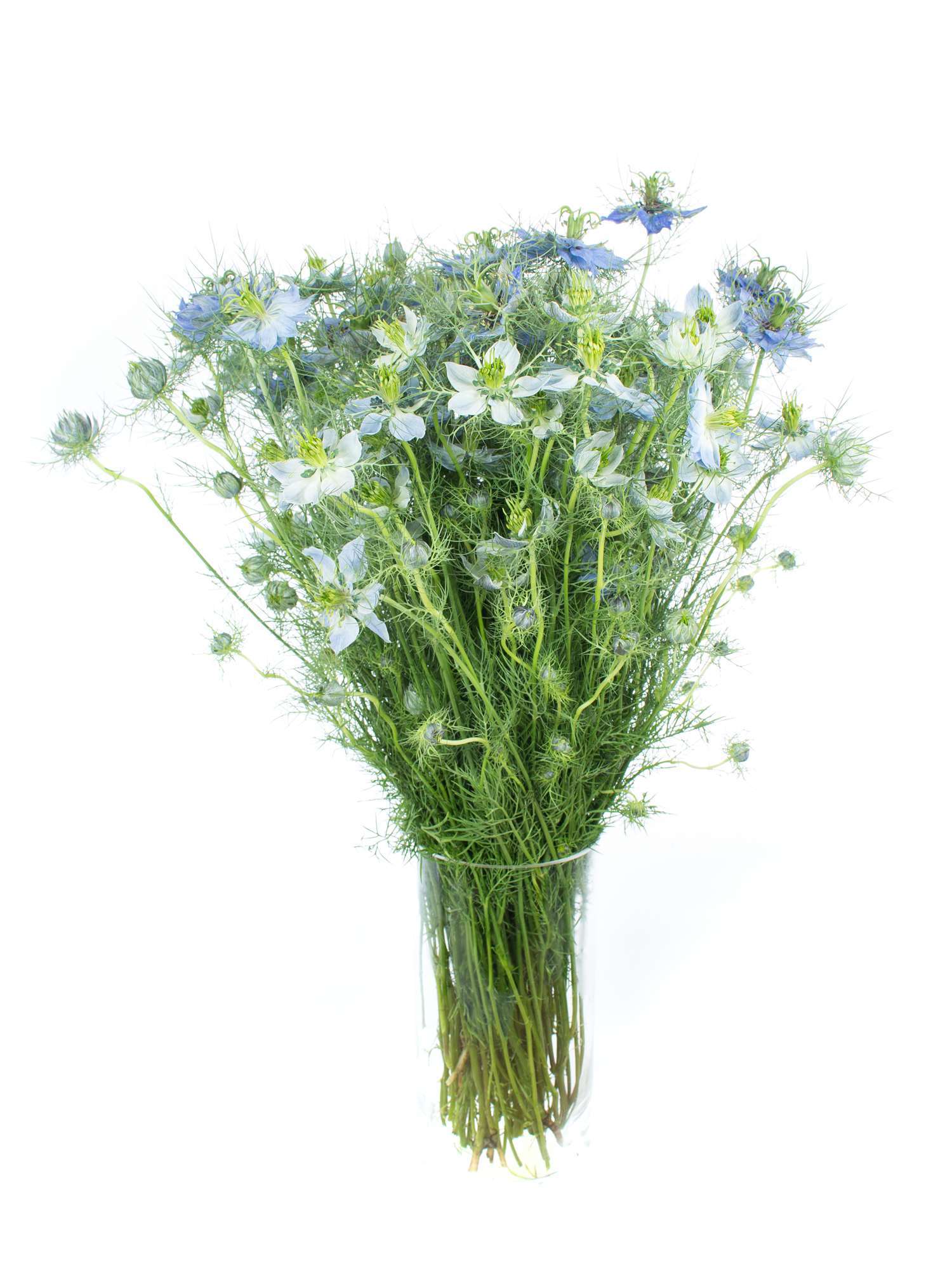 blumigo-jungfer-im-gruenen-blau-schnittblume-1-stiel-frisch image 4