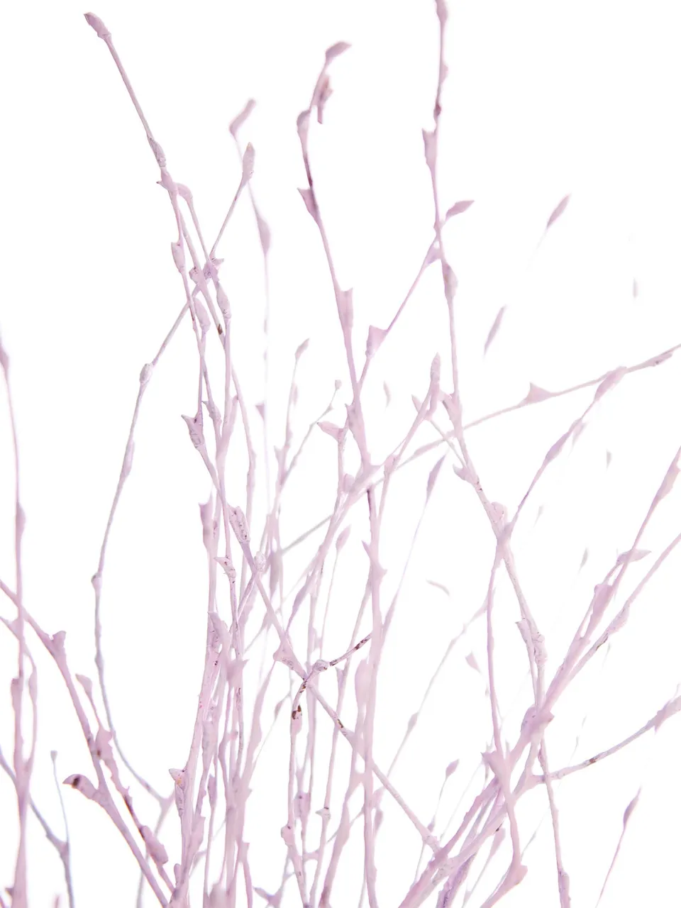 blumigo-zweige-birkenzweige-gef-rbt-rosa-deko image 1