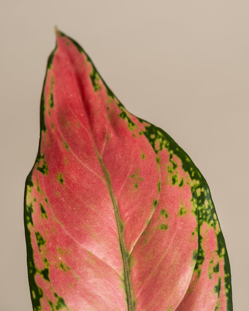 feey-aglaonema-cherry-baby-zimmerpflanze-klein-rot image 2
